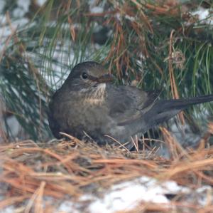 Eurasian Blackbird