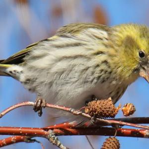 Eurasian Siskin