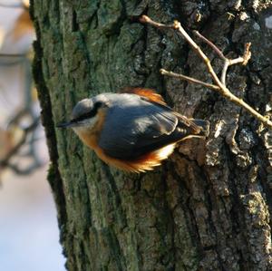 Wood Nuthatch