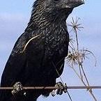 Smooth-billed Ani