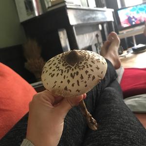 Parasol Mushroom