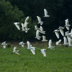 Cattle Egret