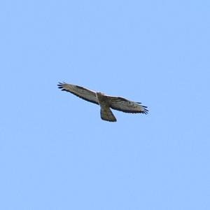 European Honey-buzzard