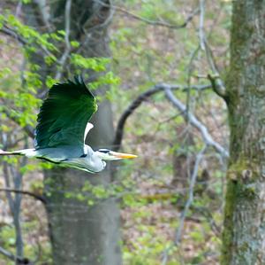 Grey Heron