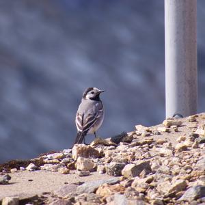 White Wagtail