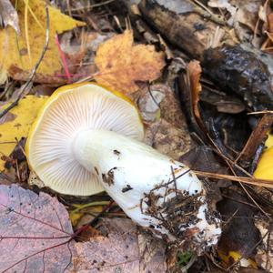 Late Fall Waxy Cap