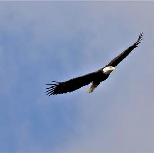 Weißkopfseeadler