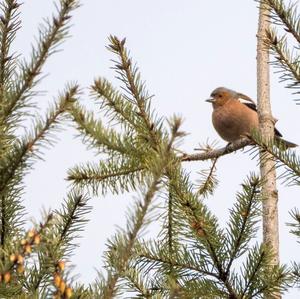 Eurasian Chaffinch