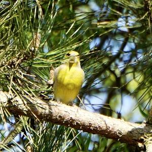 European Greenfinch