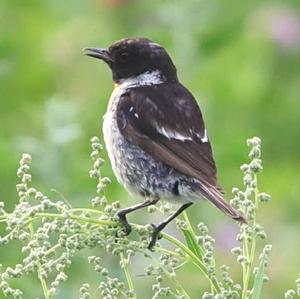 European stonechat