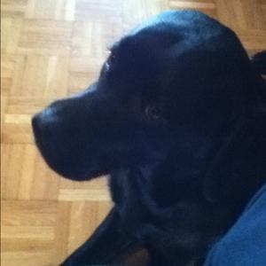Unknown Breed
