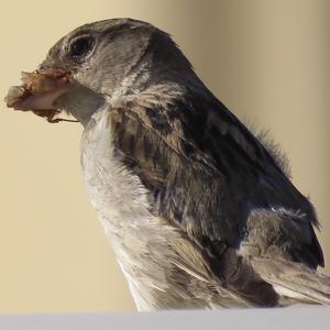 House Sparrow