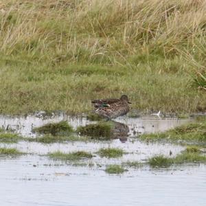 Common Teal