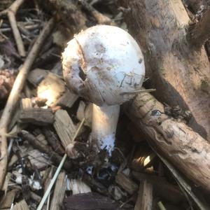 Meadow Agaric