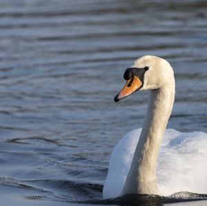 Höckerschwan