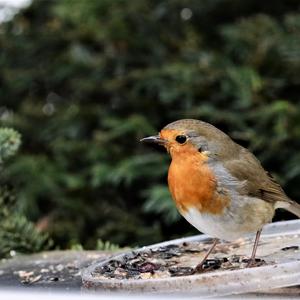 European Robin