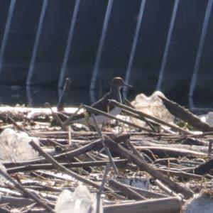 Green Sandpiper