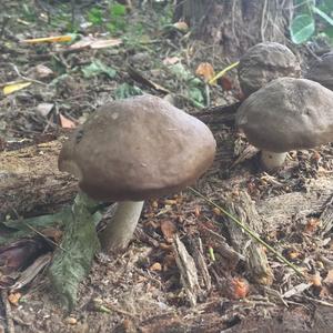 Fawn Mushroom