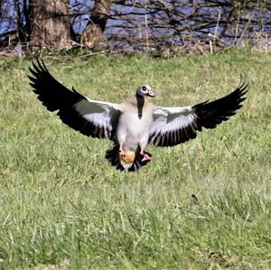 Nilgans