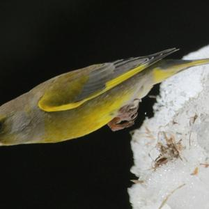 European Greenfinch