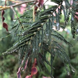 Unknown Species