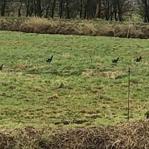 Common Moorhen