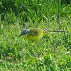 Yellow Wagtail