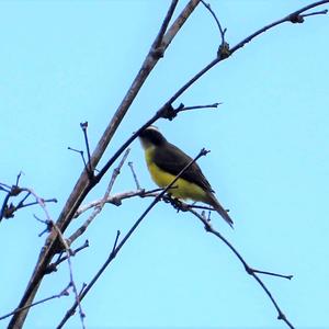 Social Flycatcher