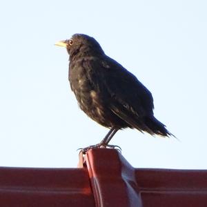 Eurasian Blackbird