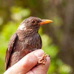 Eurasian Blackbird