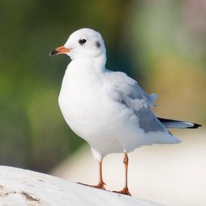 Black-headed Gull