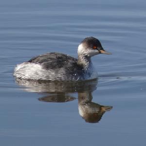 Black-necked Grebe