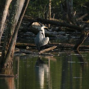 Grey Heron