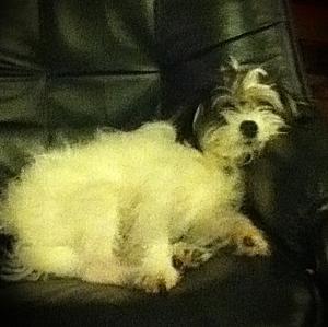 Unknown Breed