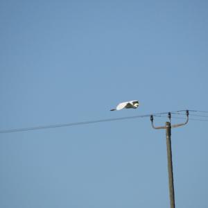 Great Egret