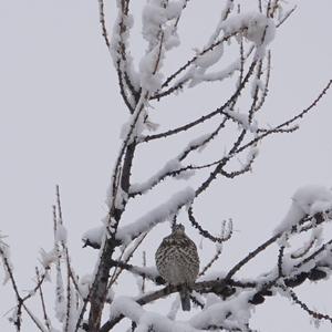 Mistle Thrush