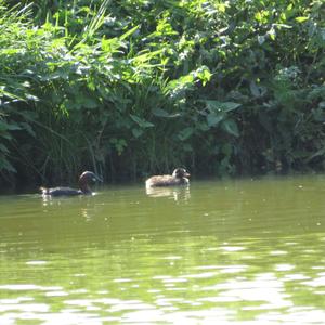 Little Grebe