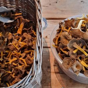 Trumpet Chanterelle