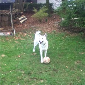 Berger Blanc Suisse