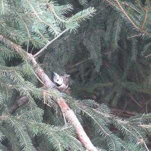 Crested Tit