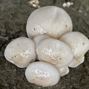 Porcelain Fungus