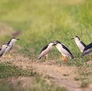 Black-crowned Night-heron