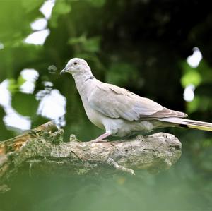 Eurasian Collared-dove