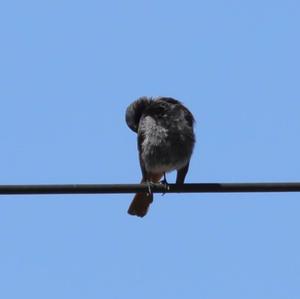 Black Redstart