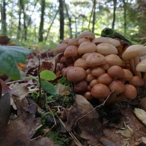 Tufted Collybia