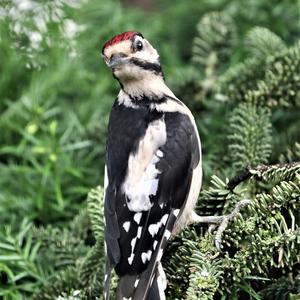 Great Spotted Woodpecker