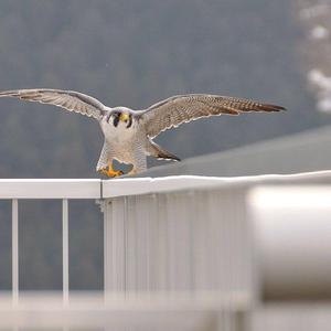 Peregrine Falcon