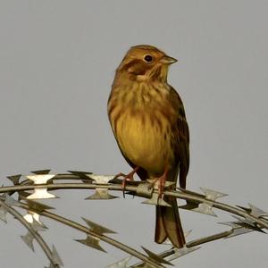 Yellowhammer