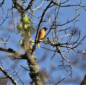 Baltimore Oriole