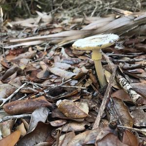 Destroying Angel